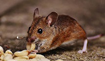 24 Hour & Emergency Exterminators in Westmont, IL